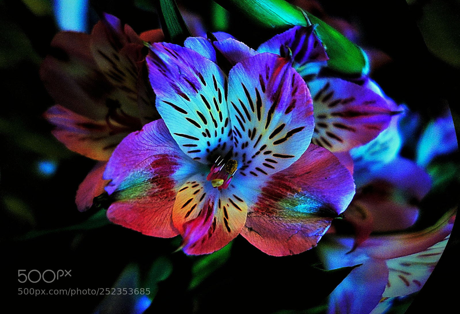 Sony Cyber-shot DSC-RX100 sample photo. Fiore photography