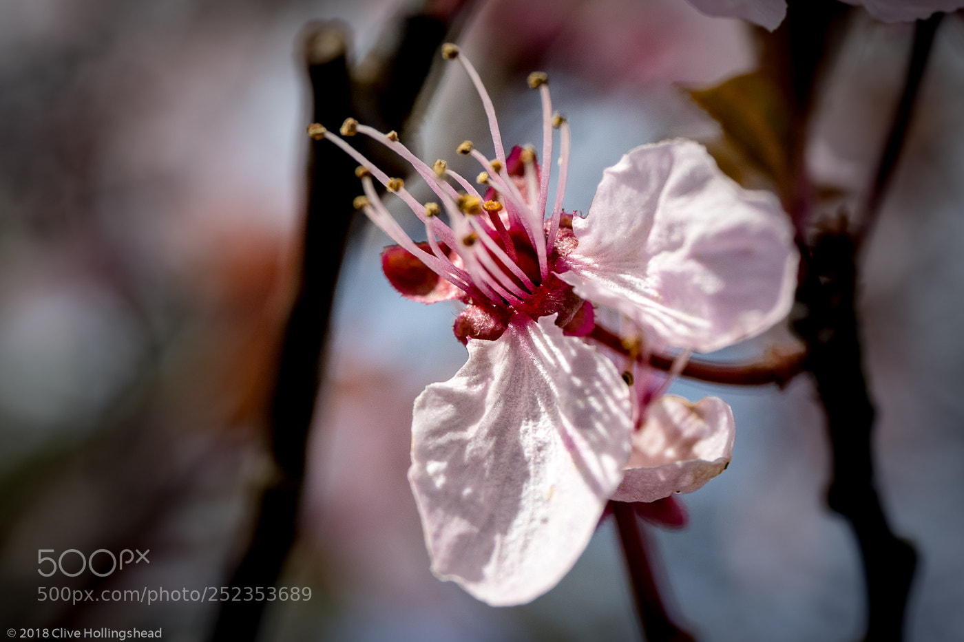 Canon EOS 7D Mark II sample photo. The bloom photography