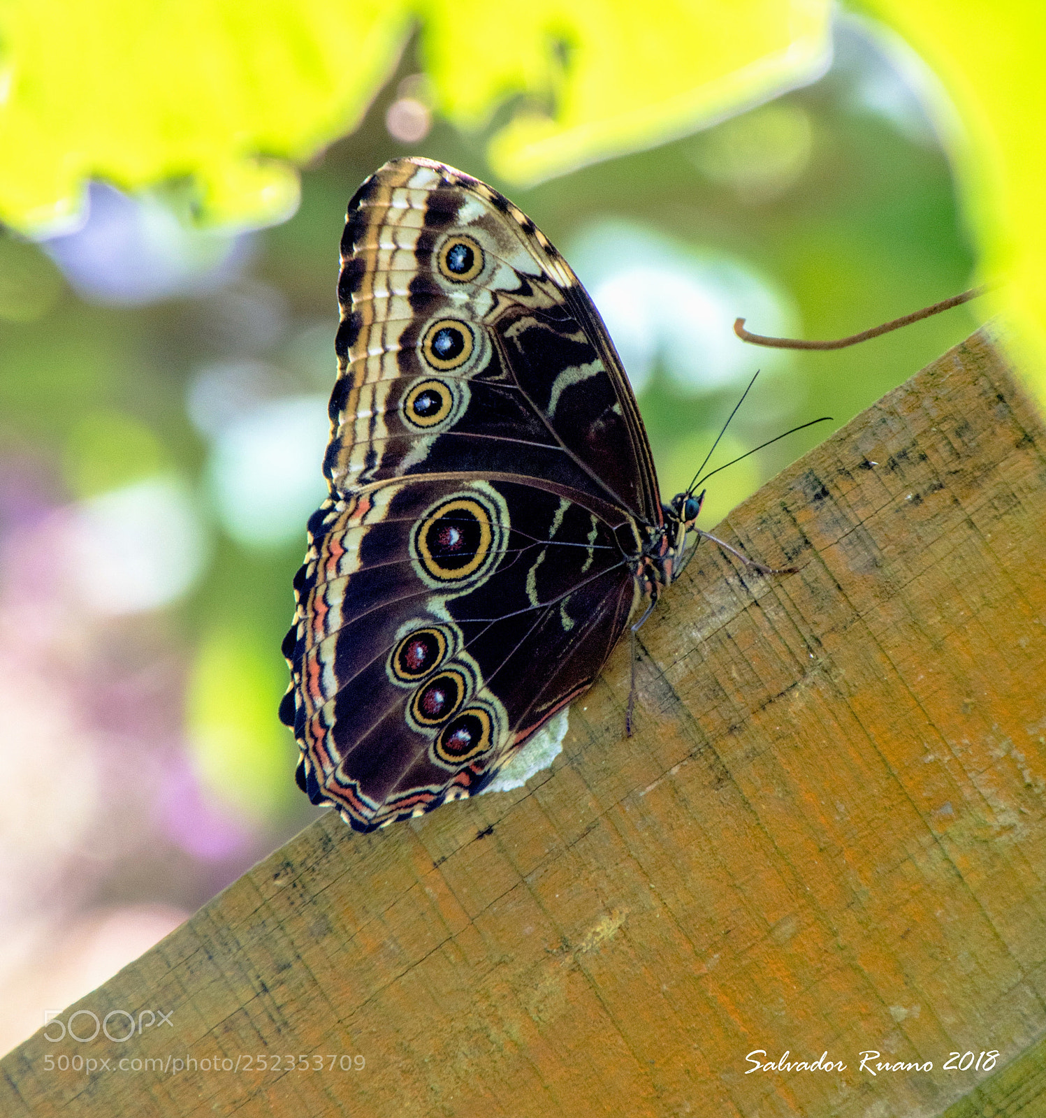 Nikon D7500 sample photo. Morpho peleides seven eyes photography
