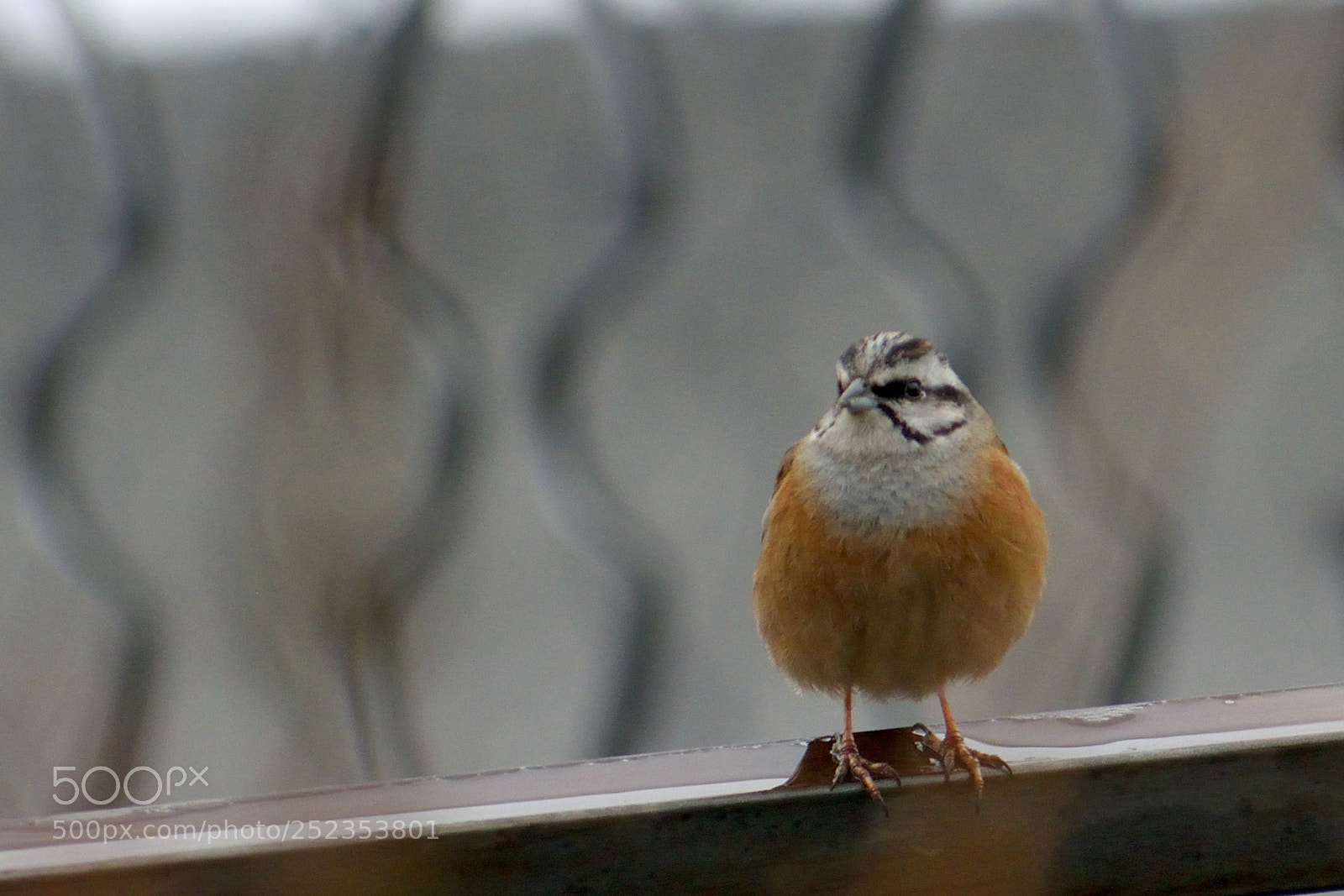 Nikon D3300 sample photo. Rock bunting (male) photography