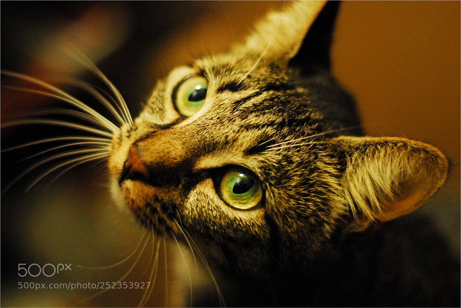 Nikon D200 sample photo. Banjo stalking photography