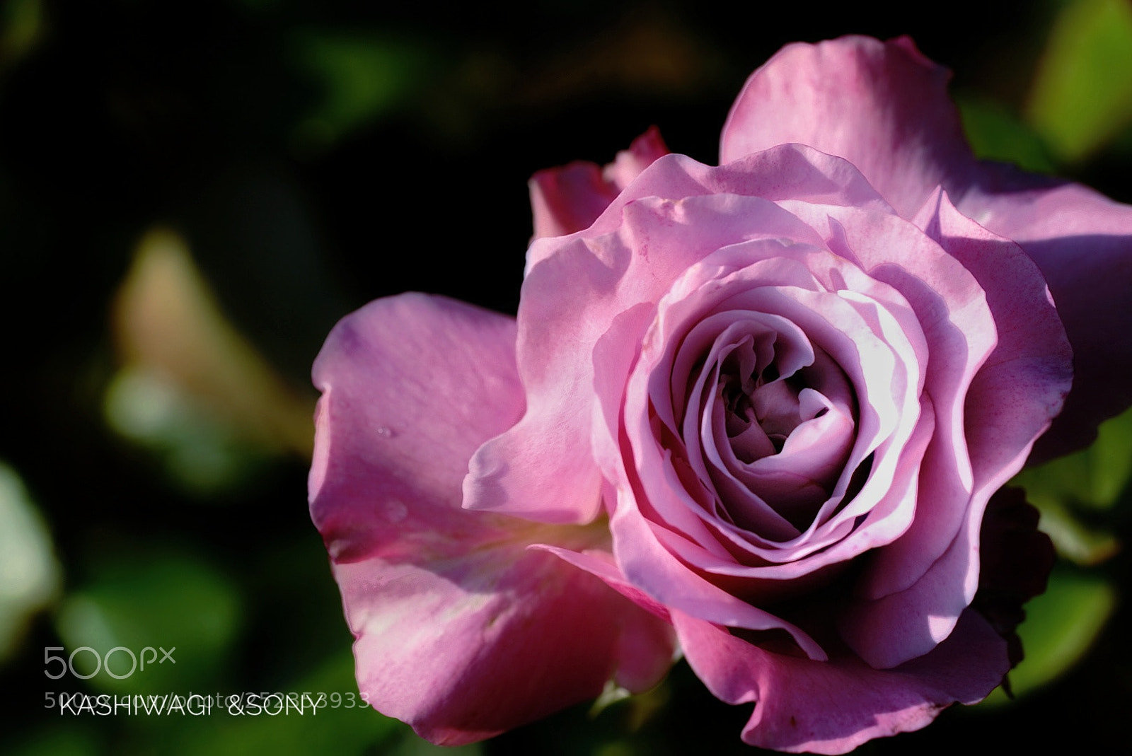 Sony a7 II sample photo. Neptune / u.s.a. 2004 photography