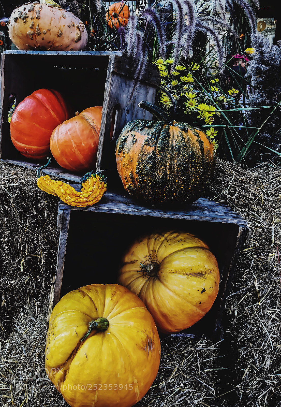 Apple iPhone 6s sample photo. It was halloween ?  photography