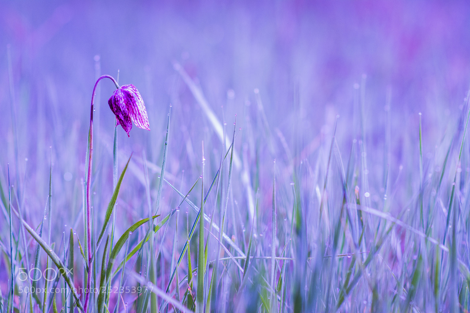 Nikon D7100 sample photo. Fritillaire minimaliste photography