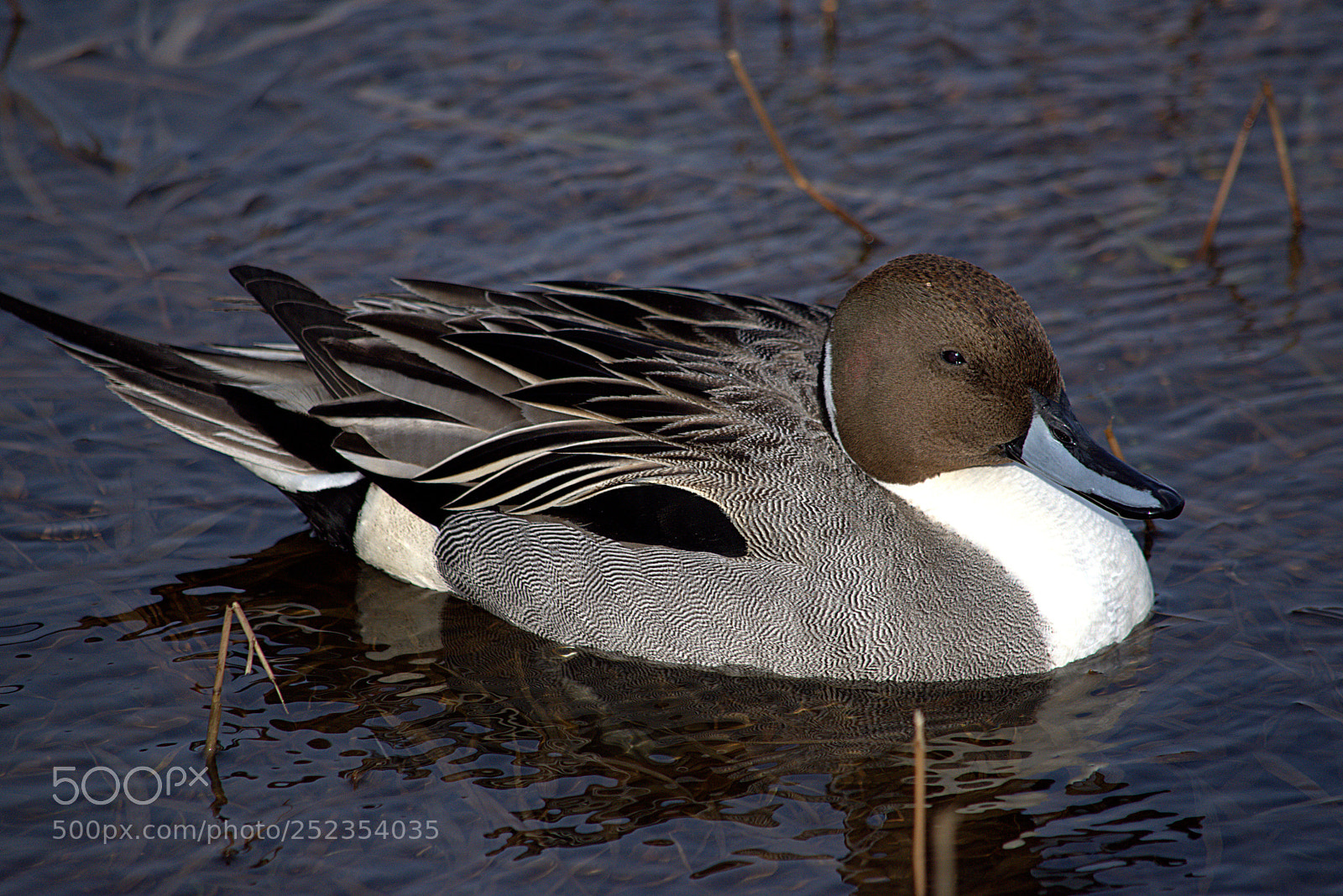 Nikon D5600 sample photo. Pintail photography