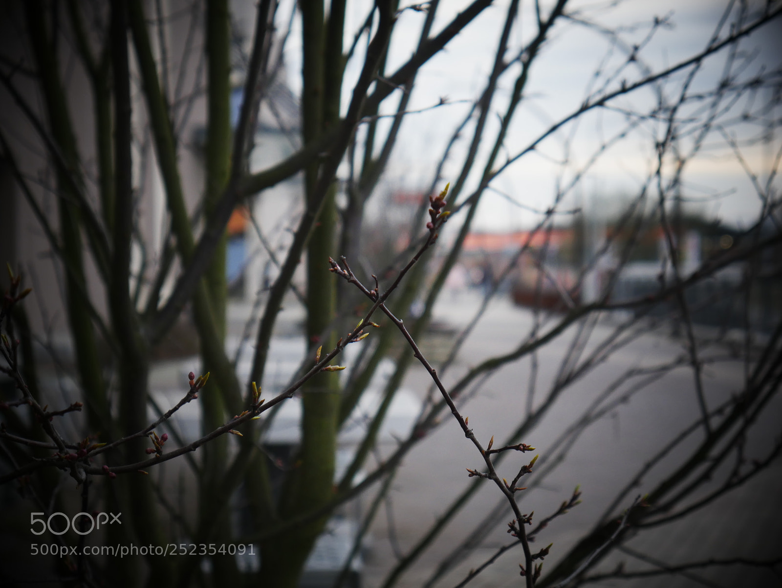 Panasonic Lumix DMC-G7 sample photo. Slim tree photography