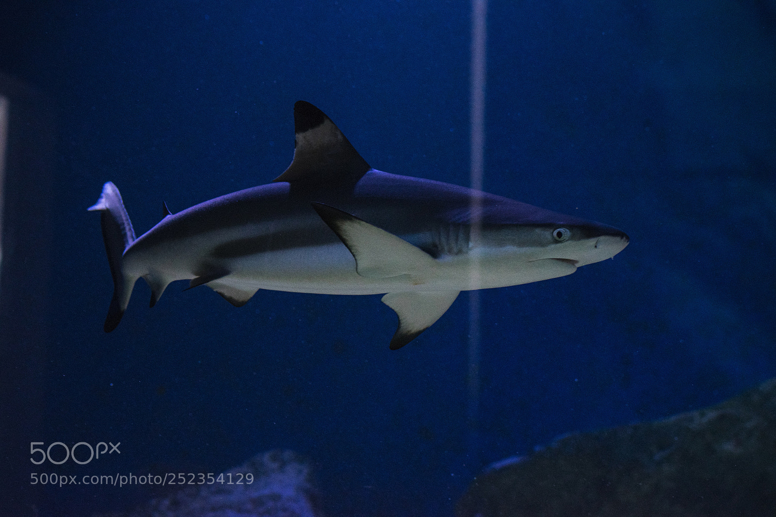 Nikon D3300 sample photo. Baby shark photography