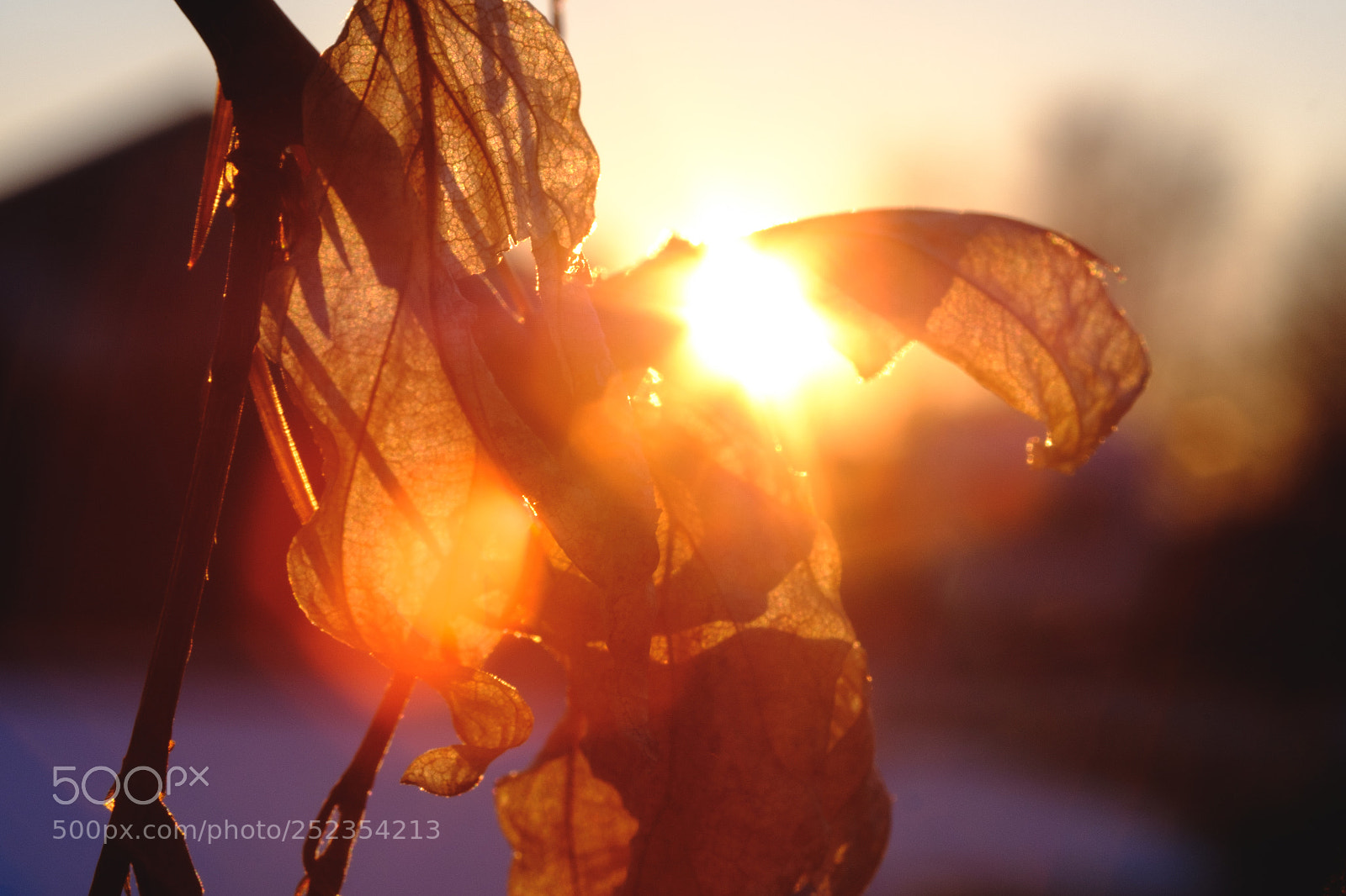 Fujifilm X-T2 sample photo. Withered leaf at sunset photography