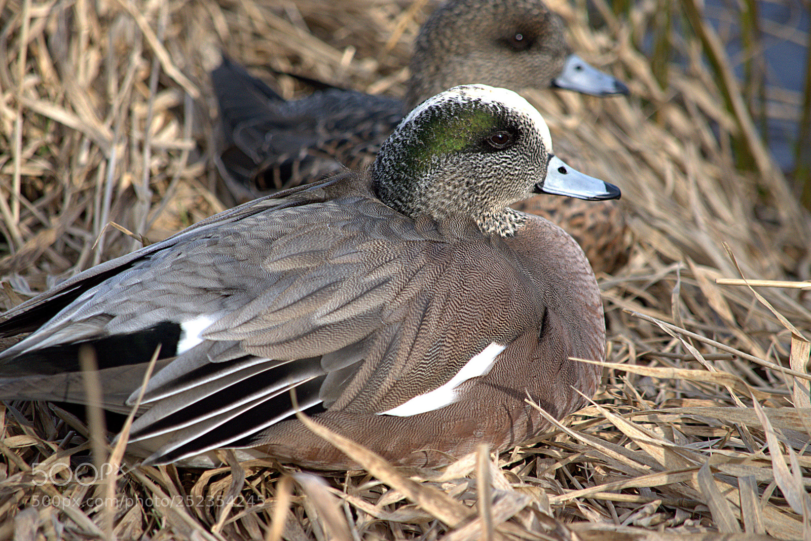 Nikon D5600 sample photo. Widgeon photography