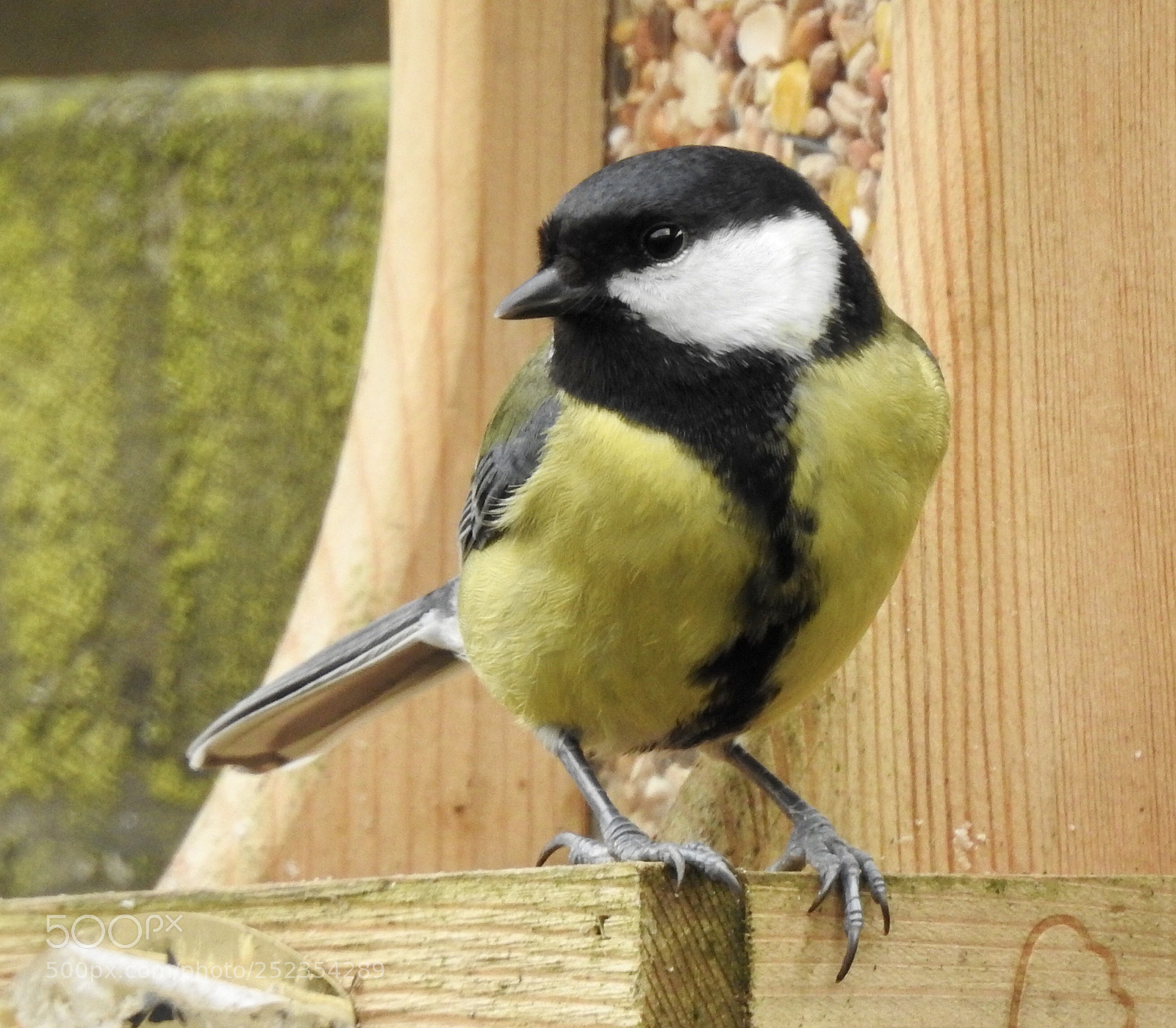 Nikon Coolpix P900 sample photo. Great tit

koolmeesje photography