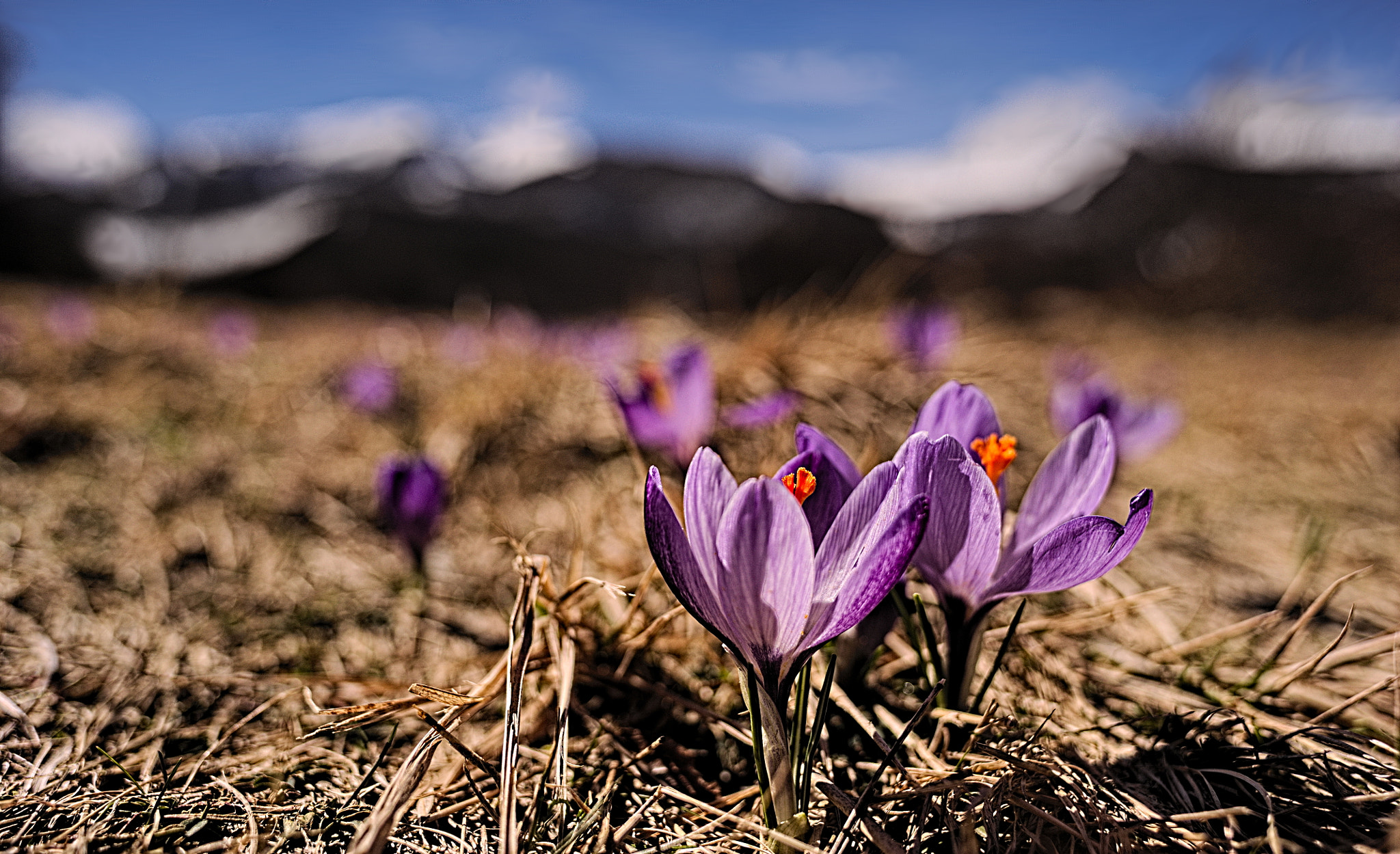 Nikon D700 + Manual Lens No CPU sample photo. Welcome springtime photography