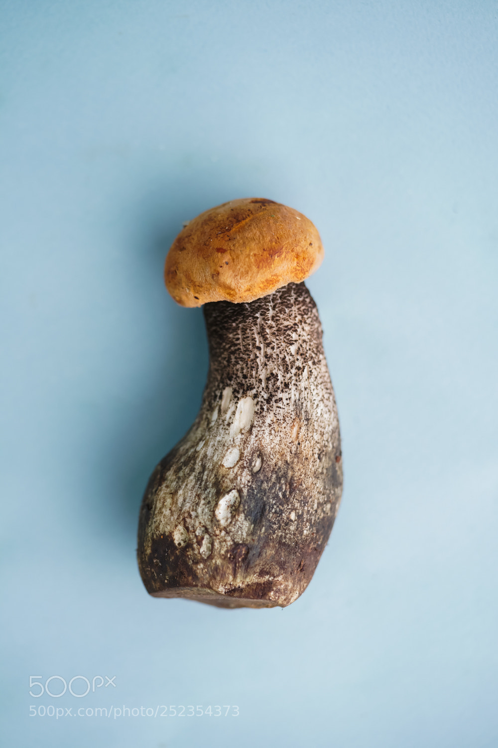 Sony a7 II sample photo. Mushroom photography
