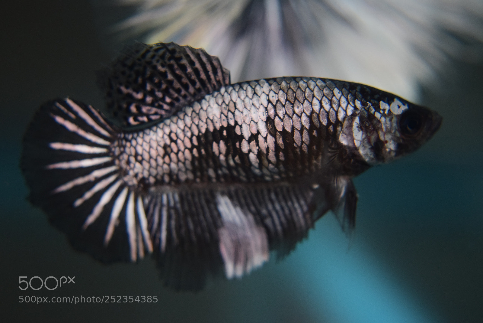 Nikon D3300 sample photo. Betta fish photography