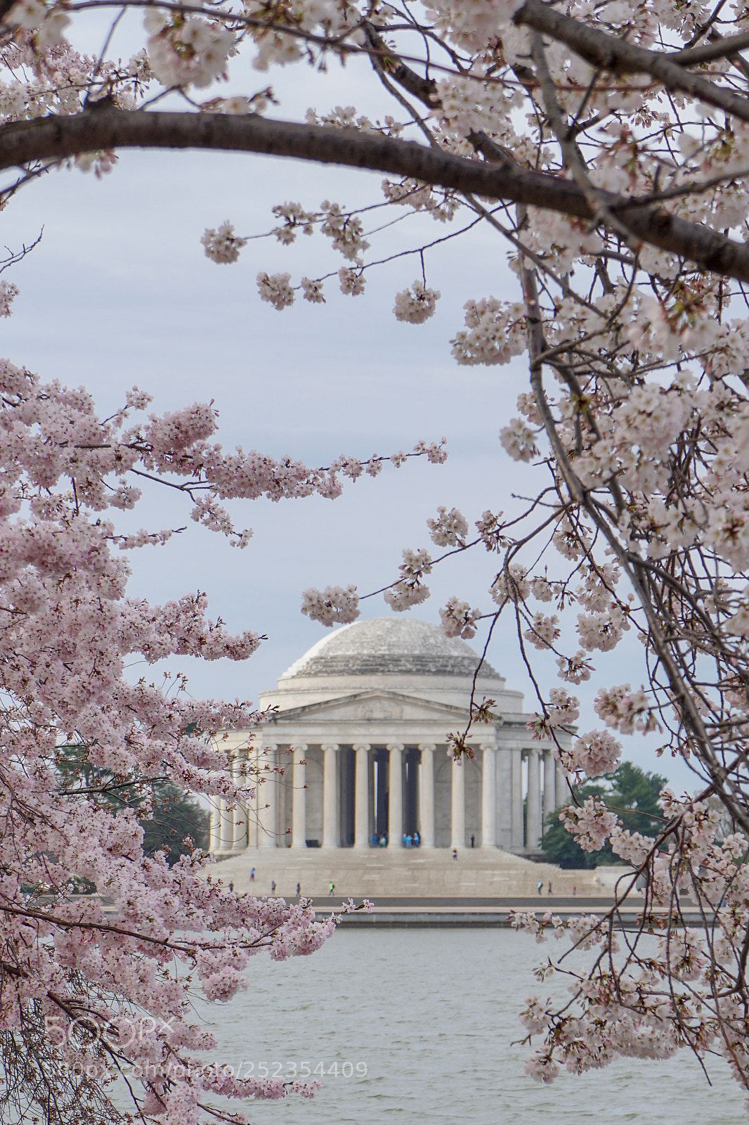 Sony a6500 sample photo. Jefferson cherry blossoms photography