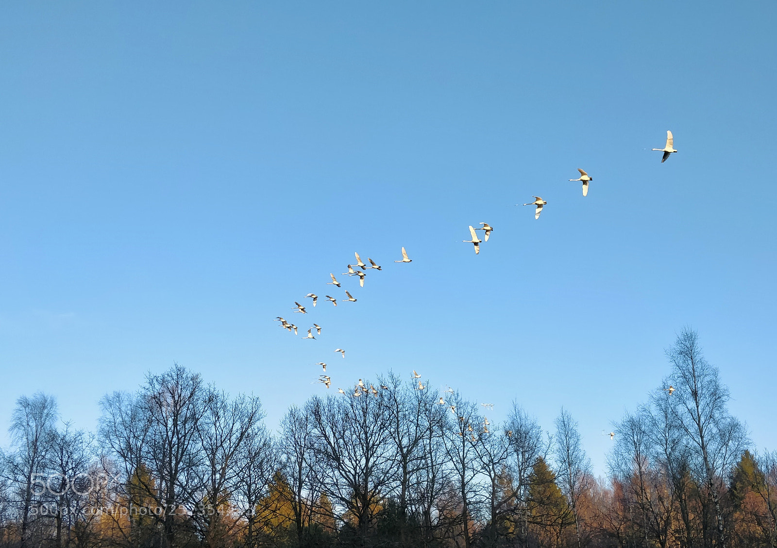 OnePlus 5T sample photo. Swans photography