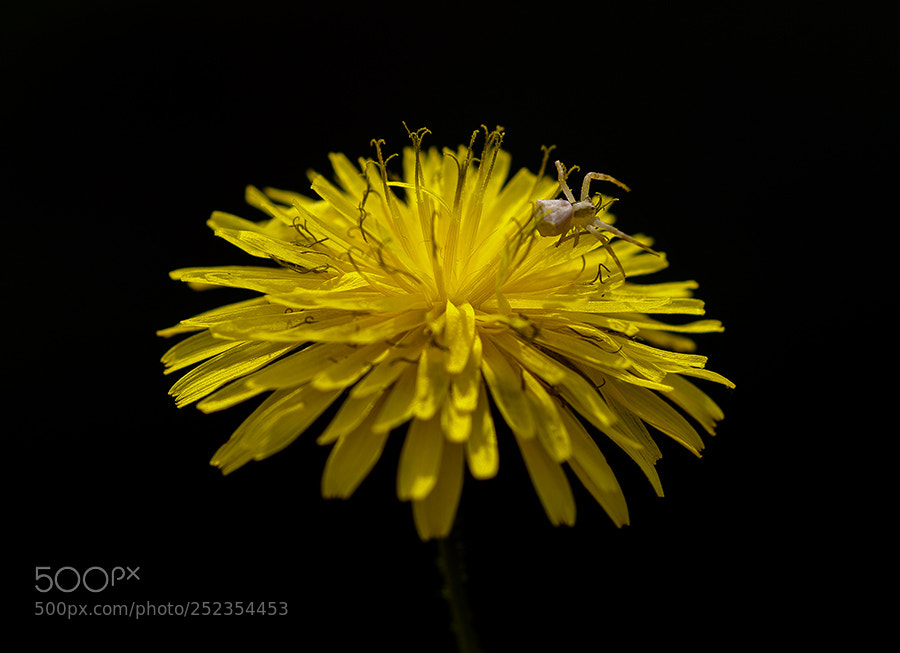 Pentax K20D sample photo. Hunter photography