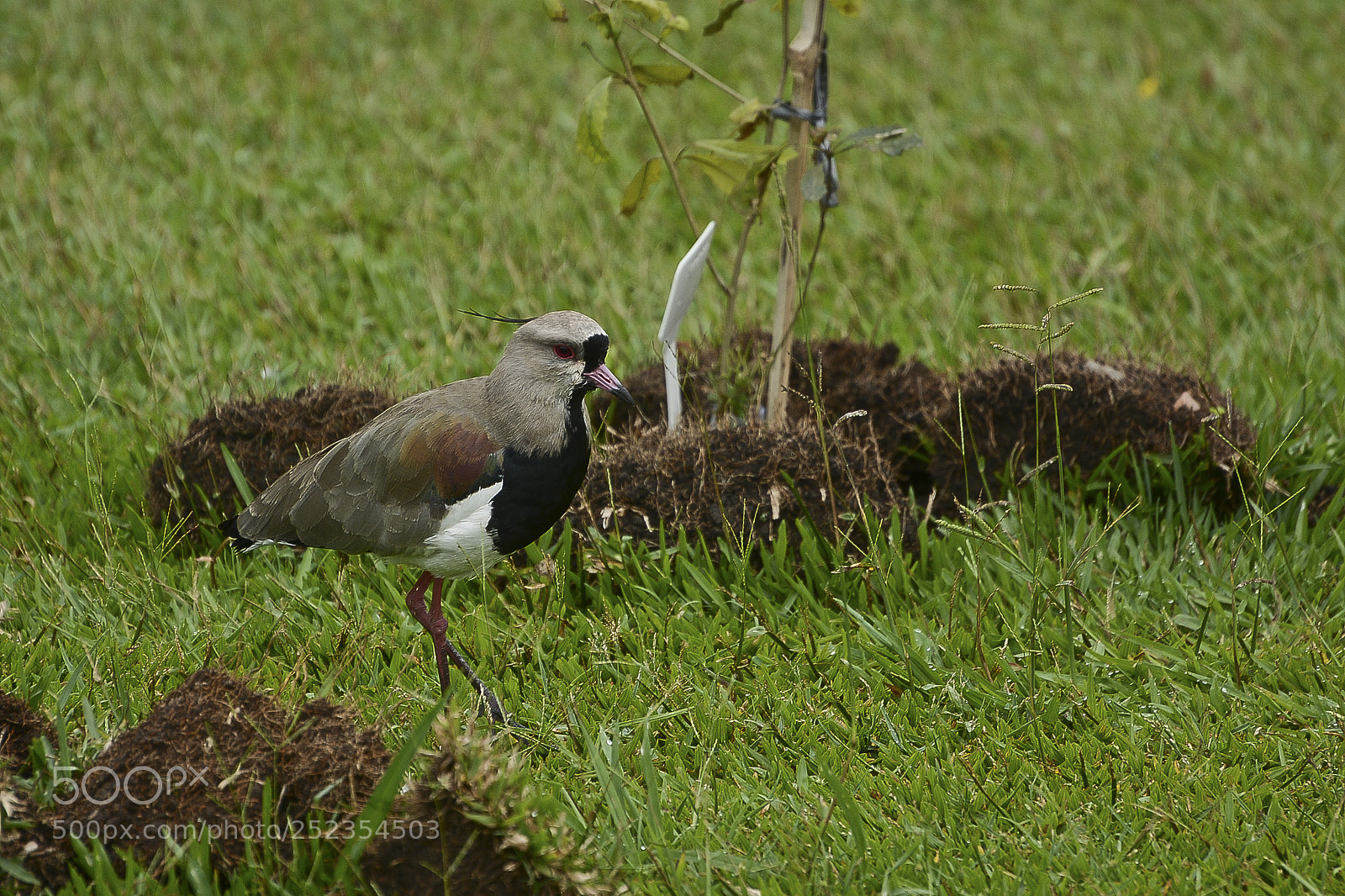 Nikon D7100 sample photo. O andarilho da natureza. photography