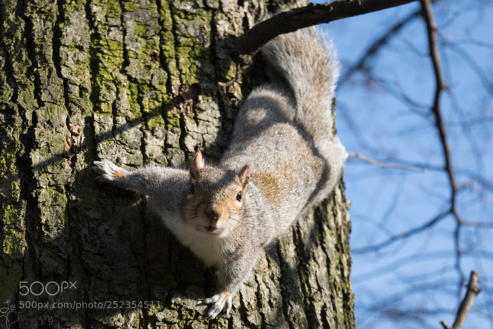 Nikon D7200 sample photo. Inquisitive squirrel photography