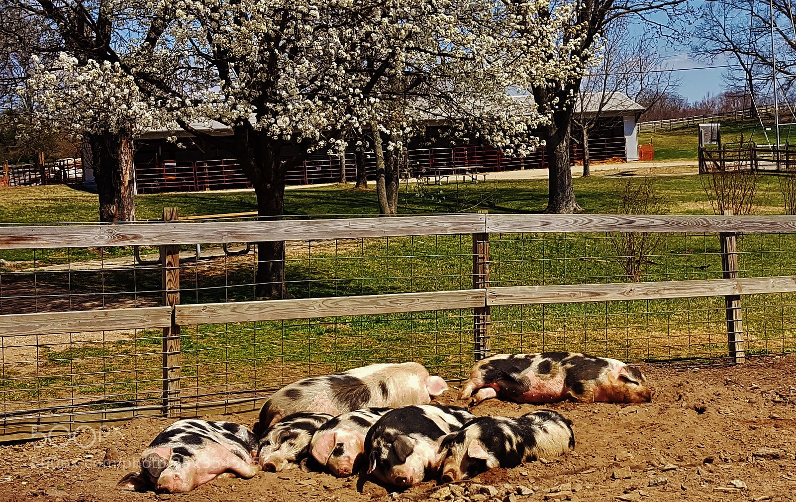 Samsung Galaxy S6 sample photo. Sleeping pigs 2018 photography