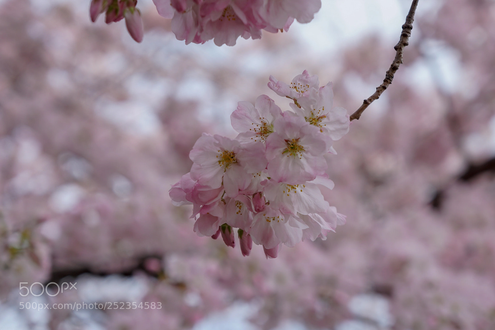 Sony a6500 sample photo. Cherry blossoms photography