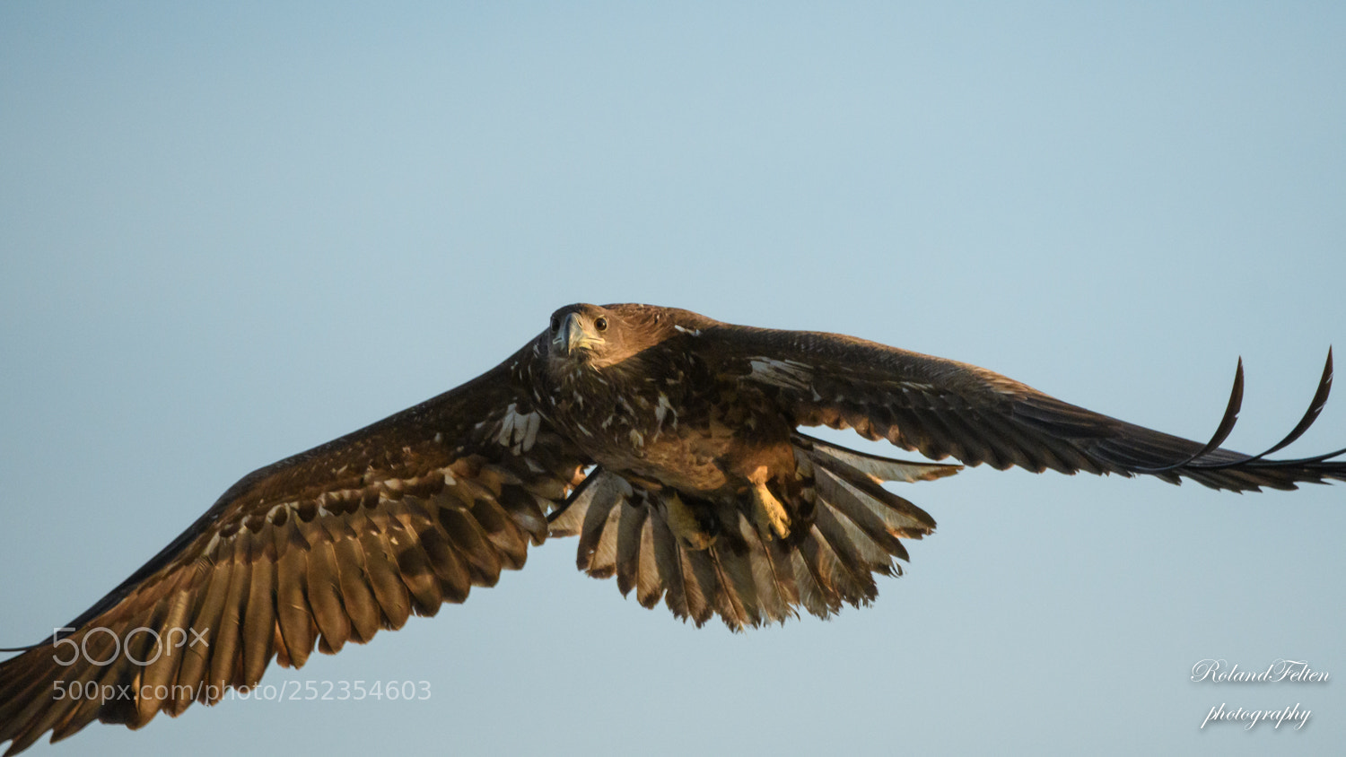 Nikon D500 sample photo. White-tailed eagle photography