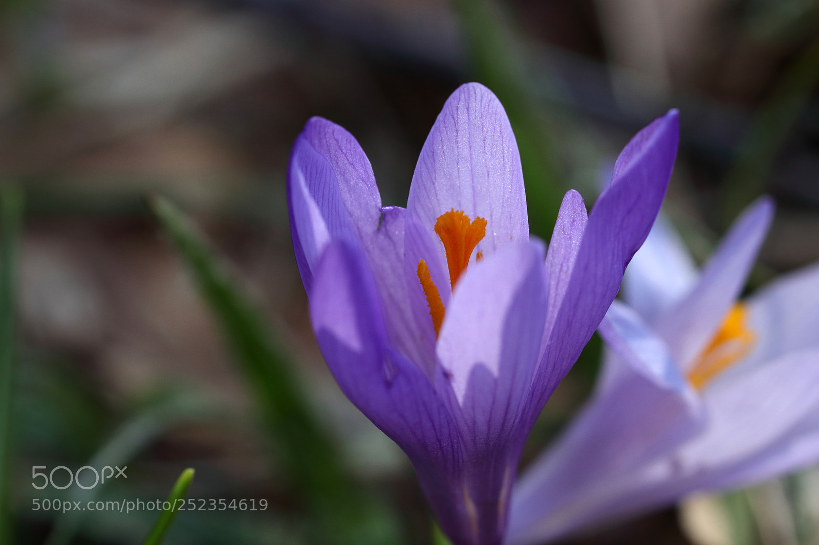 Canon EOS 80D sample photo. Spring photography