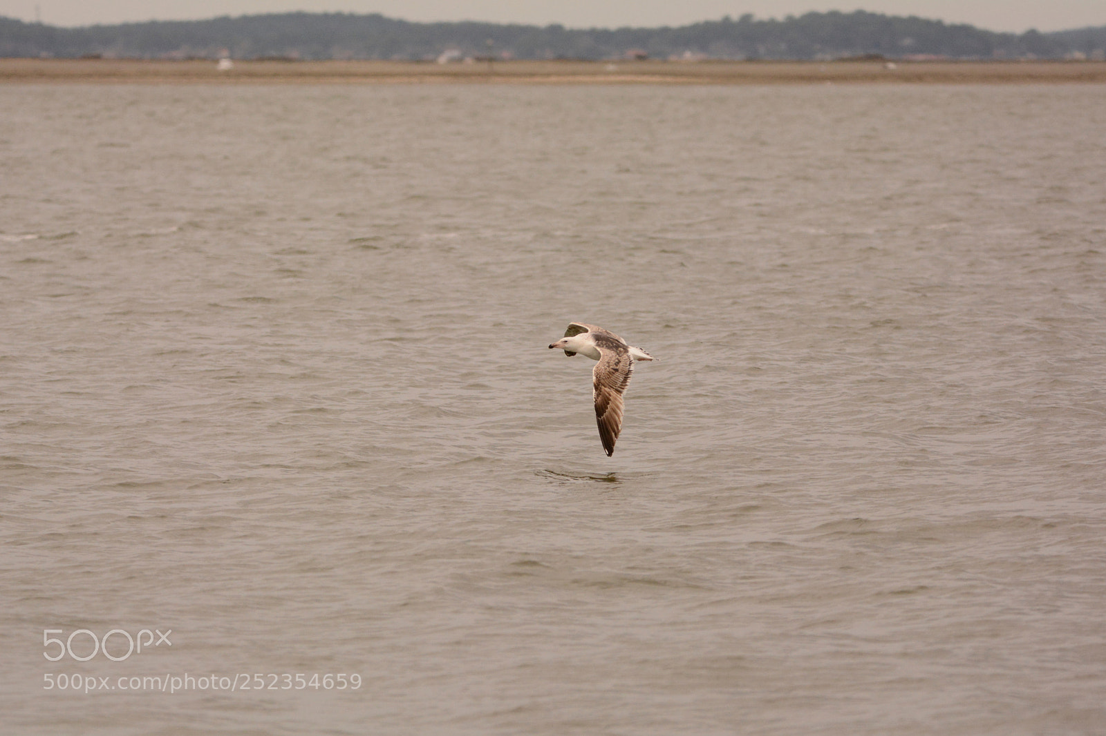 Nikon D7100 sample photo. Larus_argentatus_01 photography