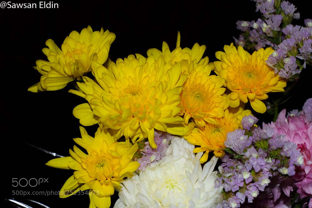Canon EOS 70D sample photo. Untitled photography