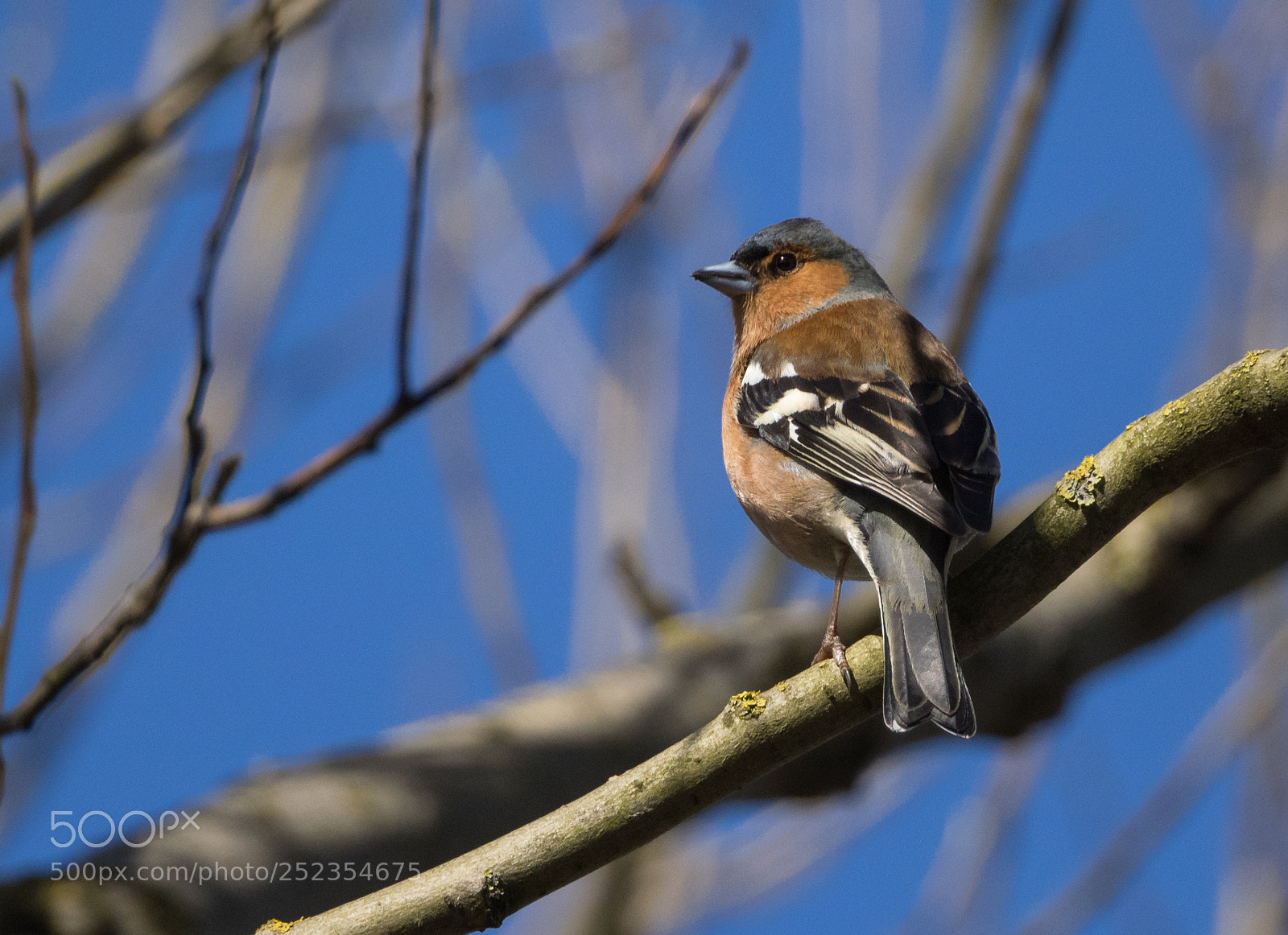 Olympus OM-D E-M1 sample photo. Spring chaffinch photography