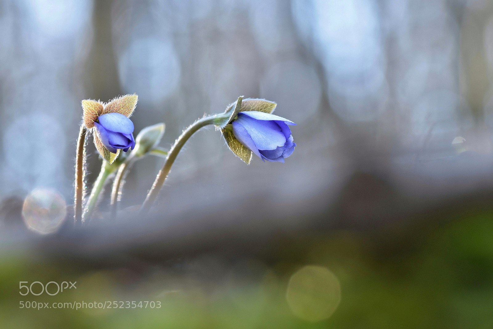 Nikon D5500 sample photo. Untitled photography