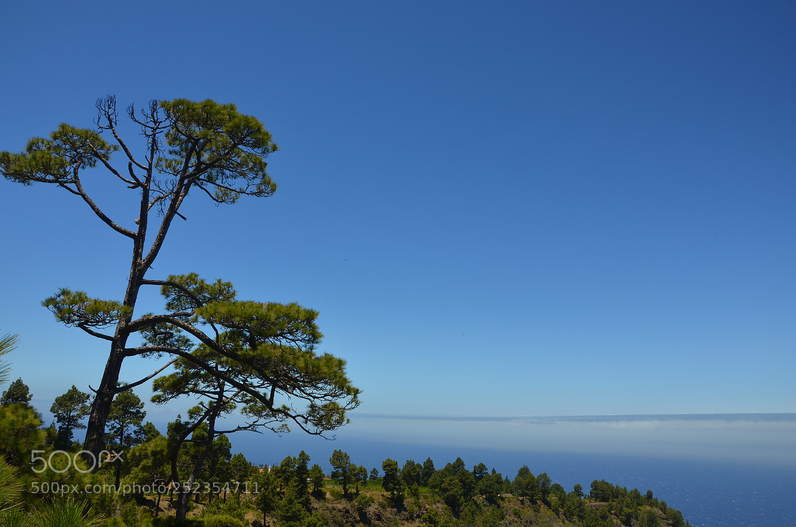 Nikon D5100 sample photo. Pinienblick photography