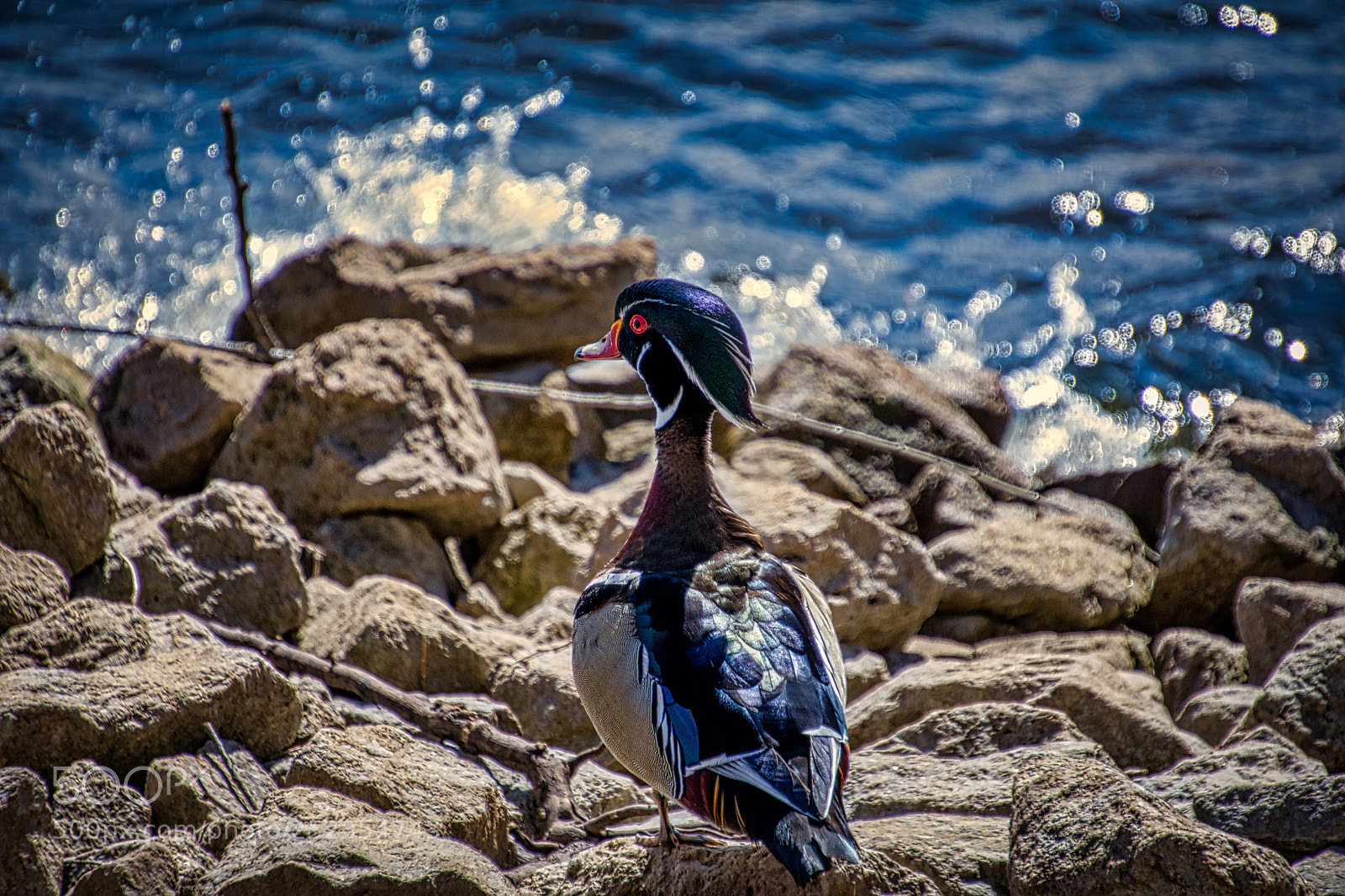 Nikon D7200 sample photo. By the bay photography