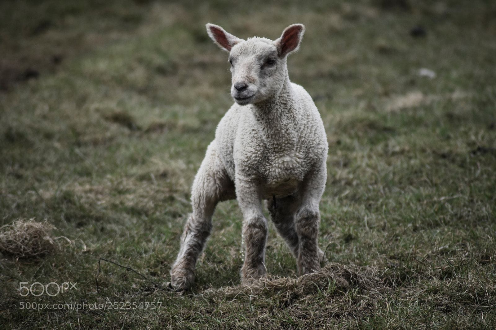 Nikon D3400 sample photo. Spring lambs in northern photography