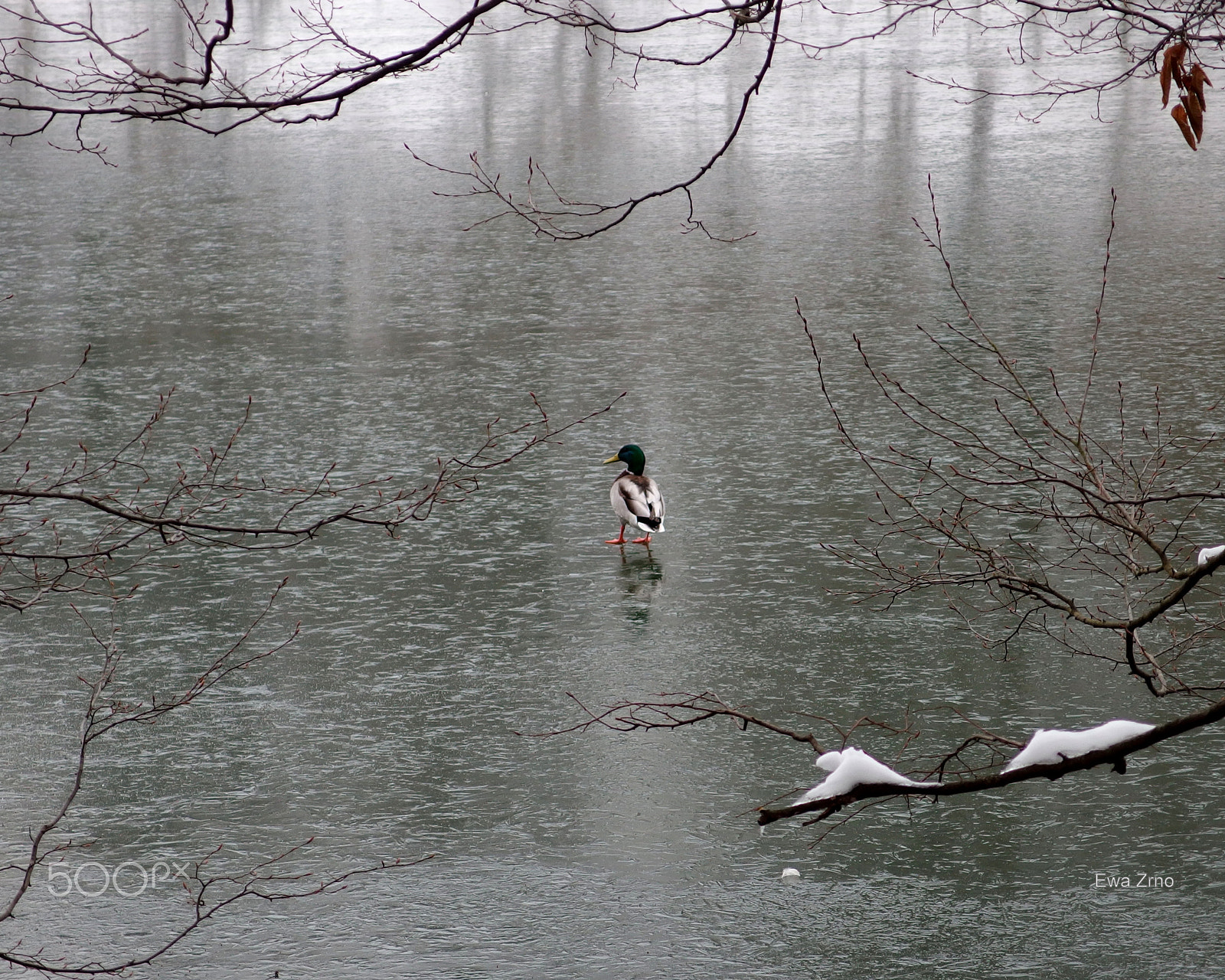 Olympus XZ-2 iHS sample photo. Walking on water photography