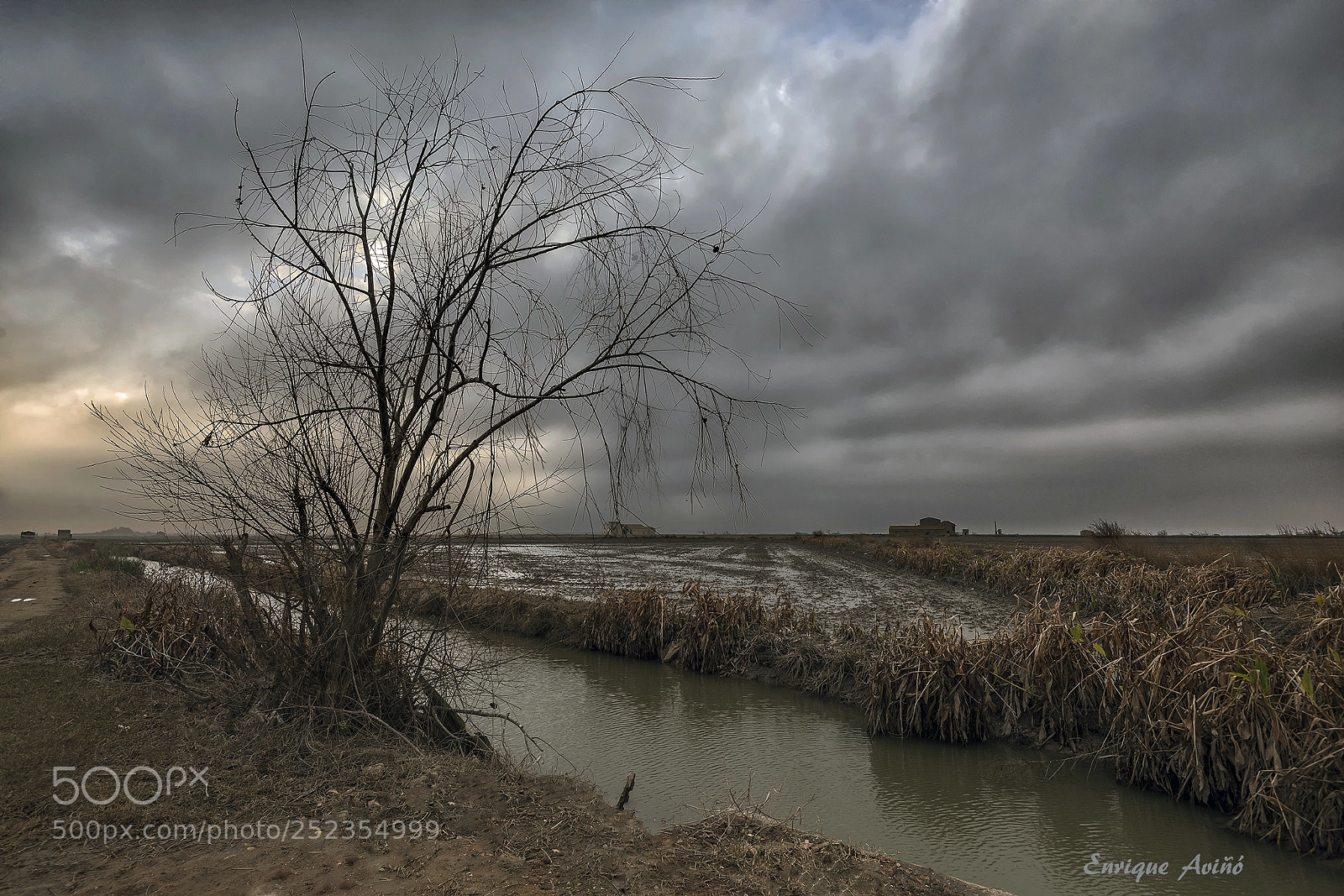 Nikon D800 sample photo. Arbol desnudo photography