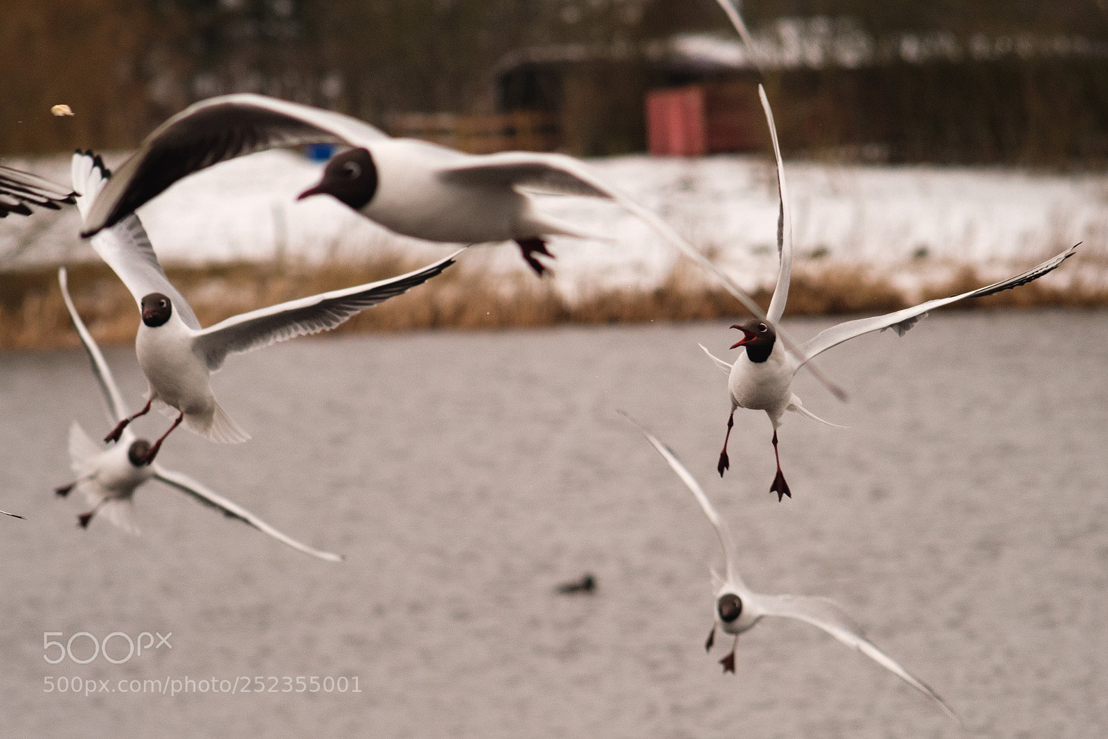 Fujifilm X-T2 sample photo. Feeding time photography