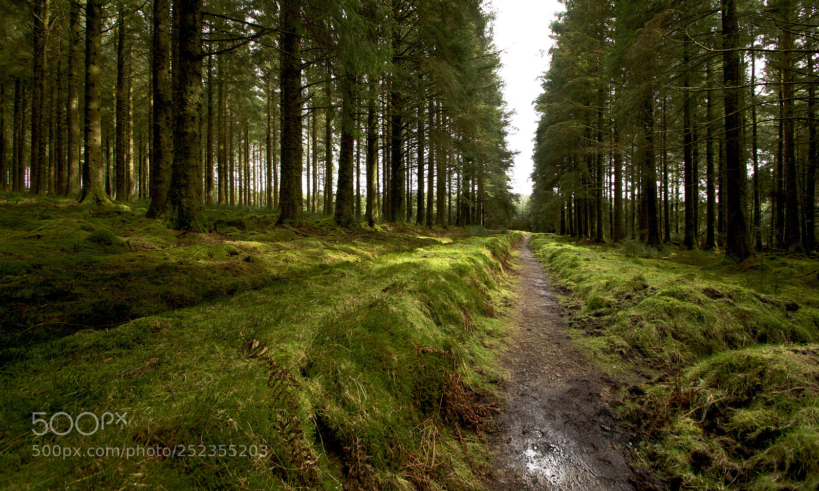 Nikon D3300 sample photo. Forest path photography