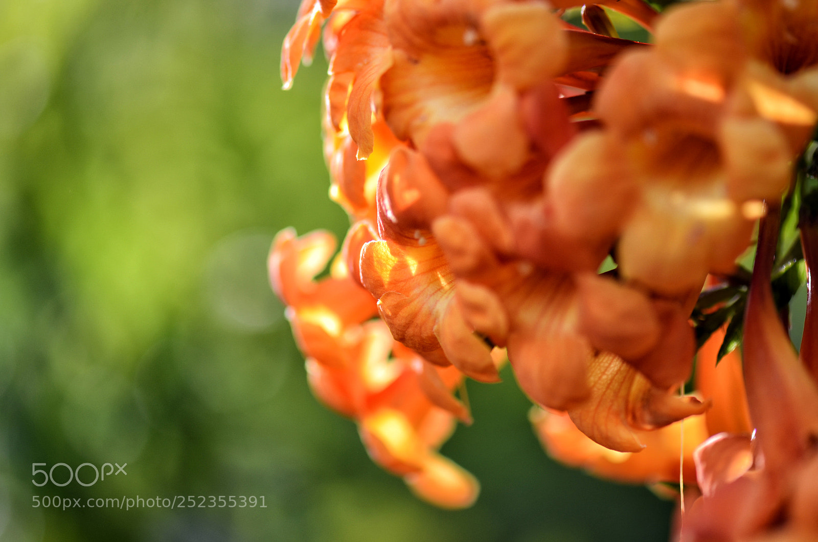 Nikon D7000 sample photo. Blooming sunset photography