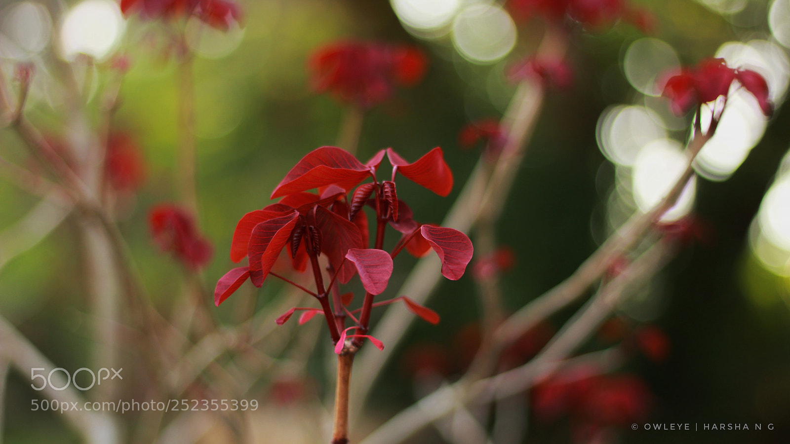 Canon EOS 1300D (EOS Rebel T6 / EOS Kiss X80) sample photo. Red leaf photography