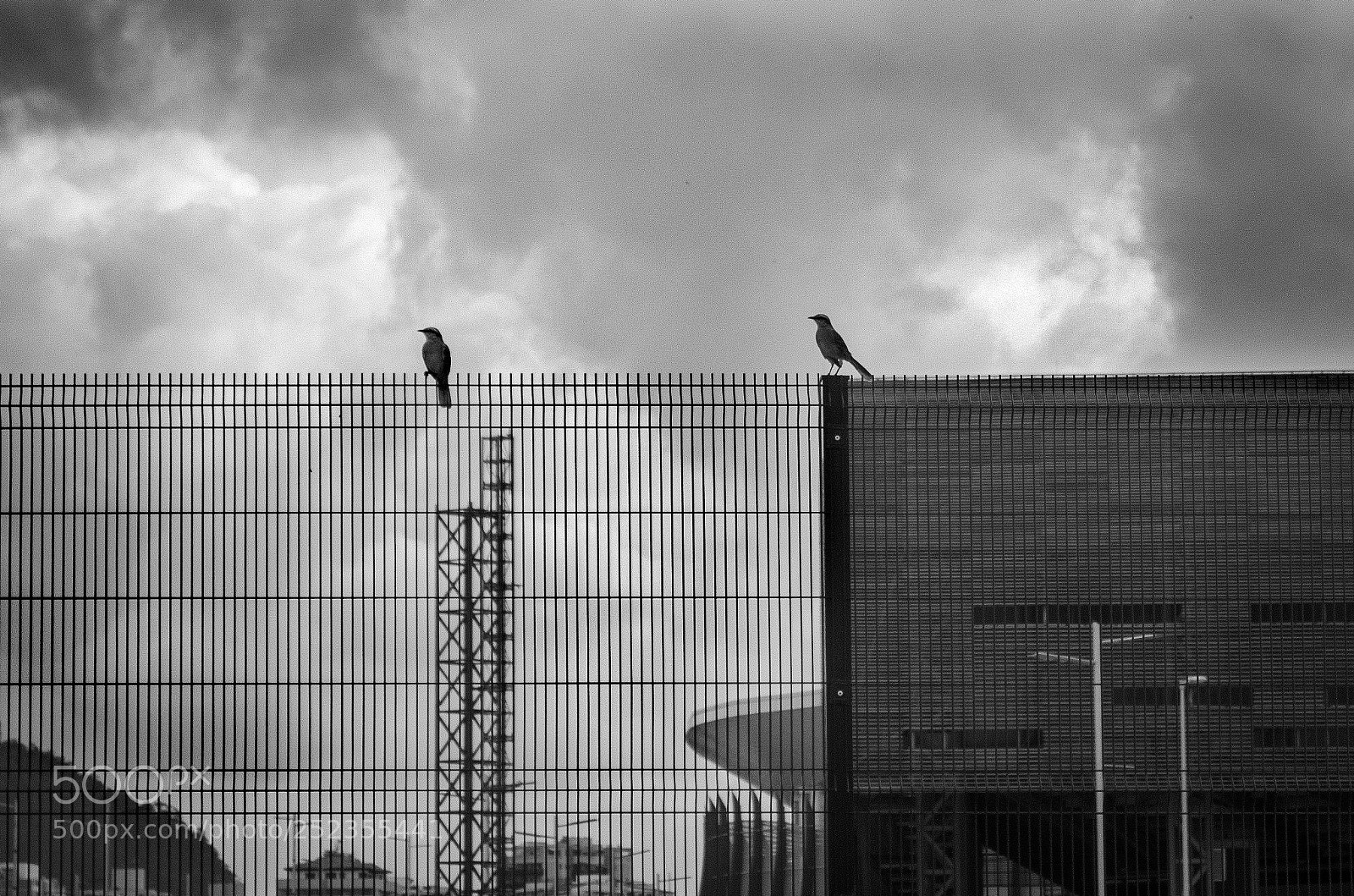 Nikon D5100 sample photo. Birds photography