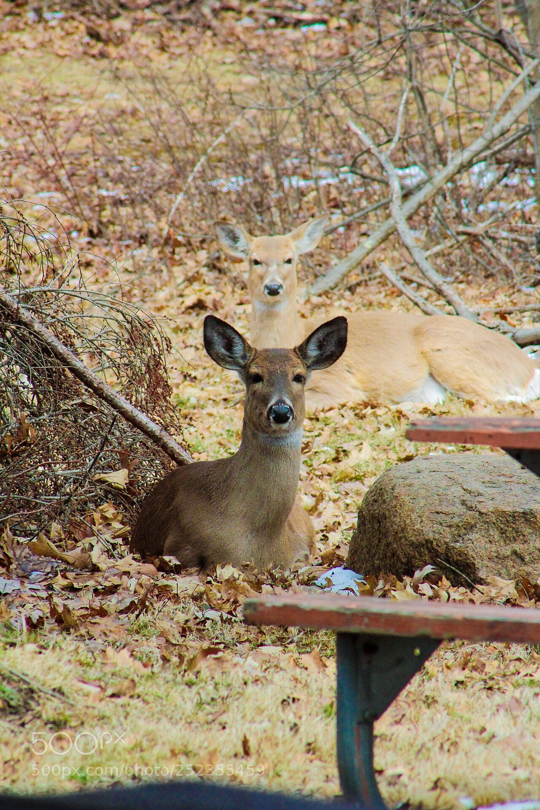 Canon EOS 1300D (EOS Rebel T6 / EOS Kiss X80) sample photo. Ears up photography
