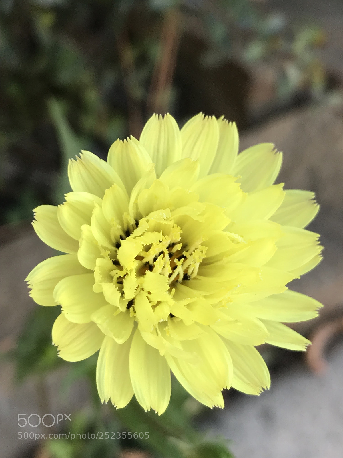 Apple iPhone 7 Plus sample photo. Img photography