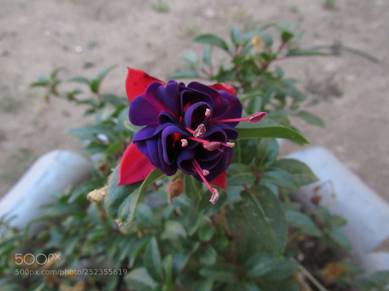Canon PowerShot SX530 HS sample photo. Diferente photography