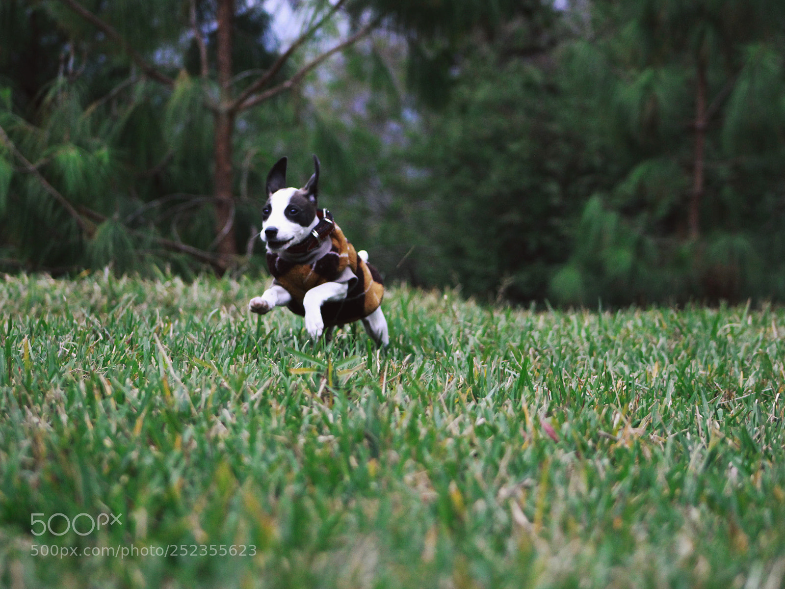 Canon EOS 600D (Rebel EOS T3i / EOS Kiss X5) sample photo. Manchas el mas hermoso photography