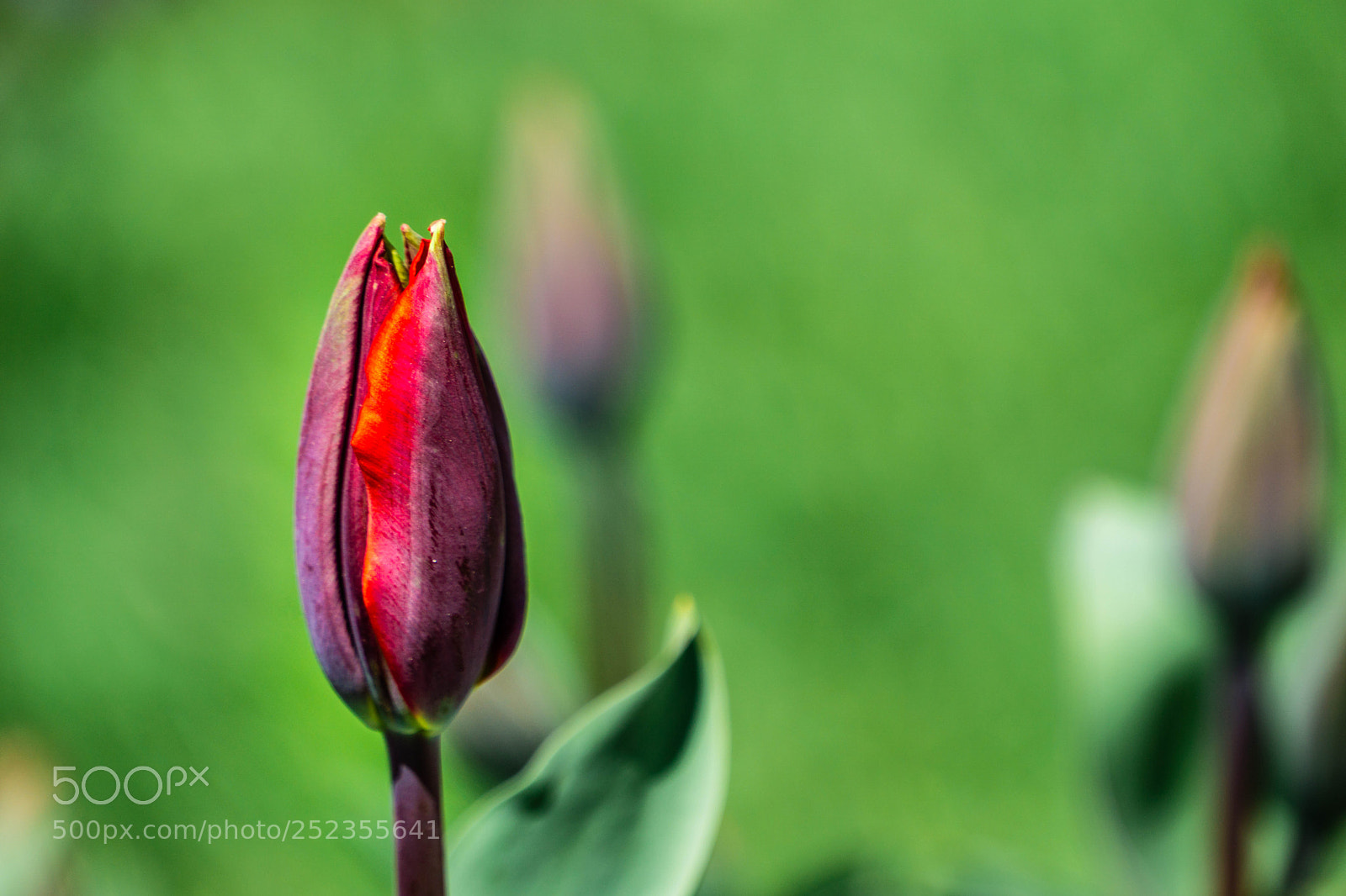 Sony a6000 sample photo. Laleler photography