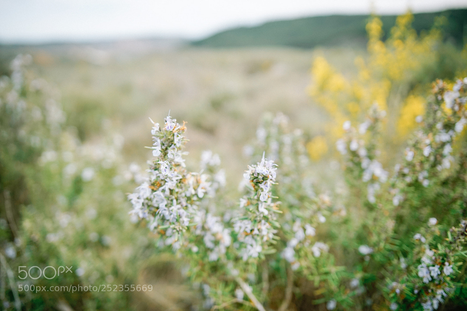 Sony a7 sample photo. Dsc photography