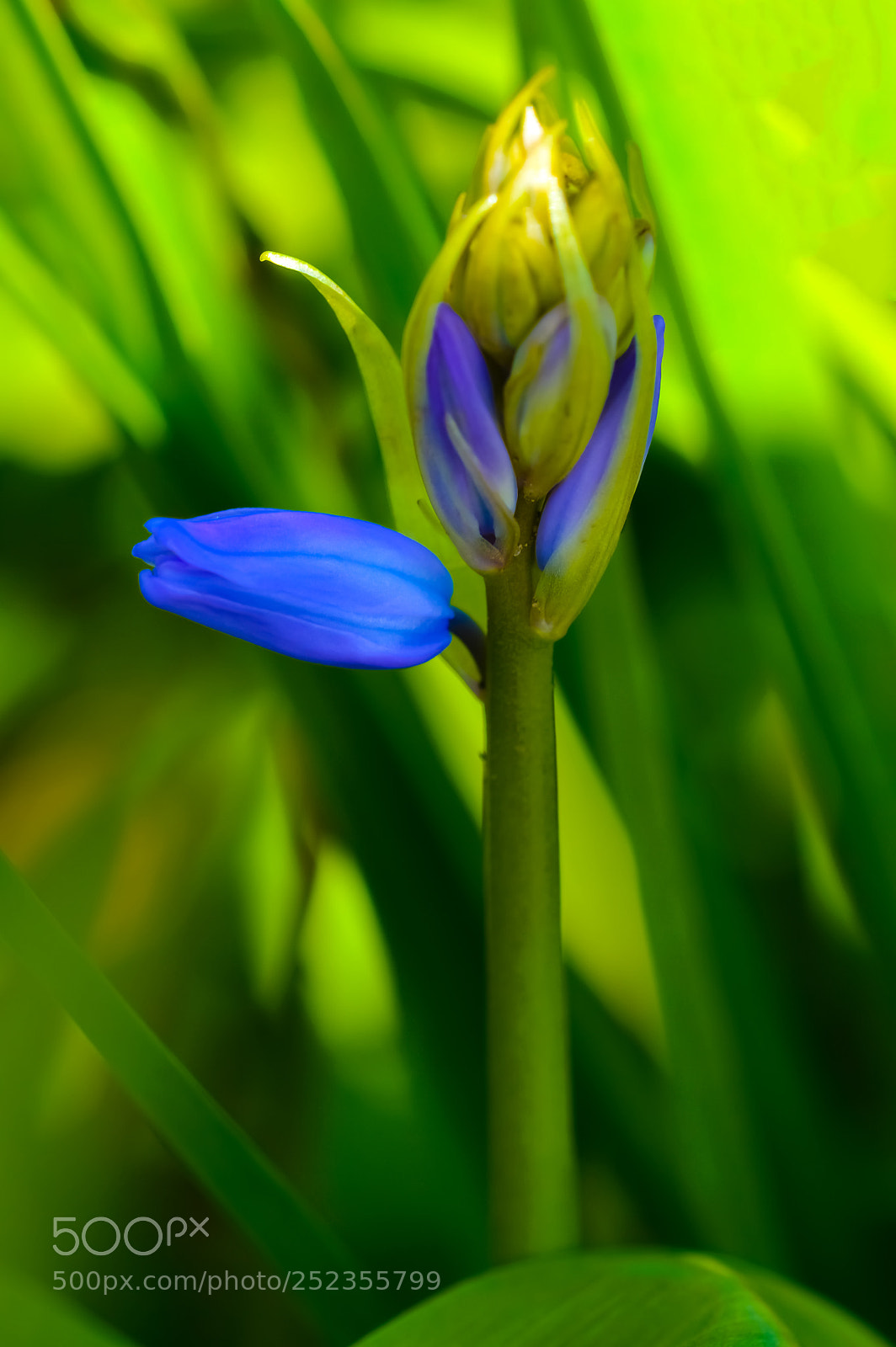 Nikon D3200 sample photo. Floral photography