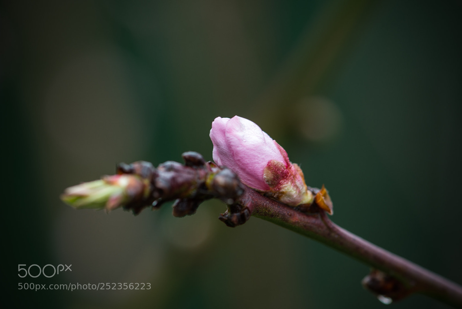 Nikon D800 sample photo. Springtime photography