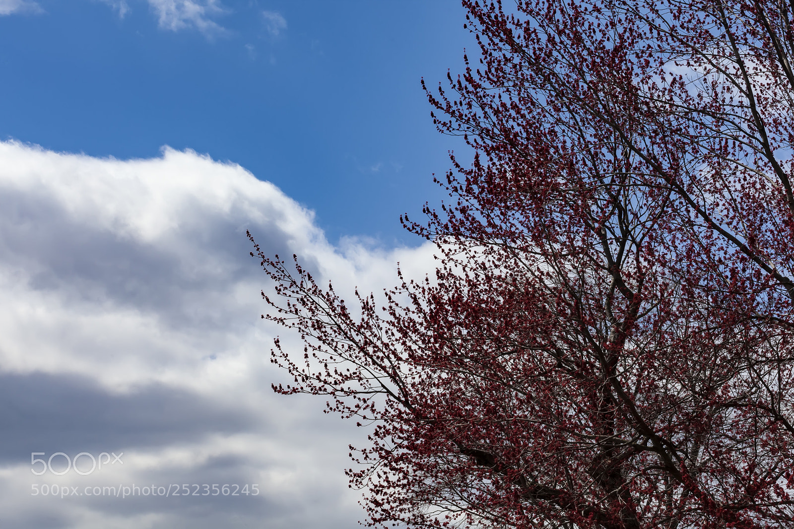 Canon EOS 5D Mark II sample photo. Spring tree sky and photography
