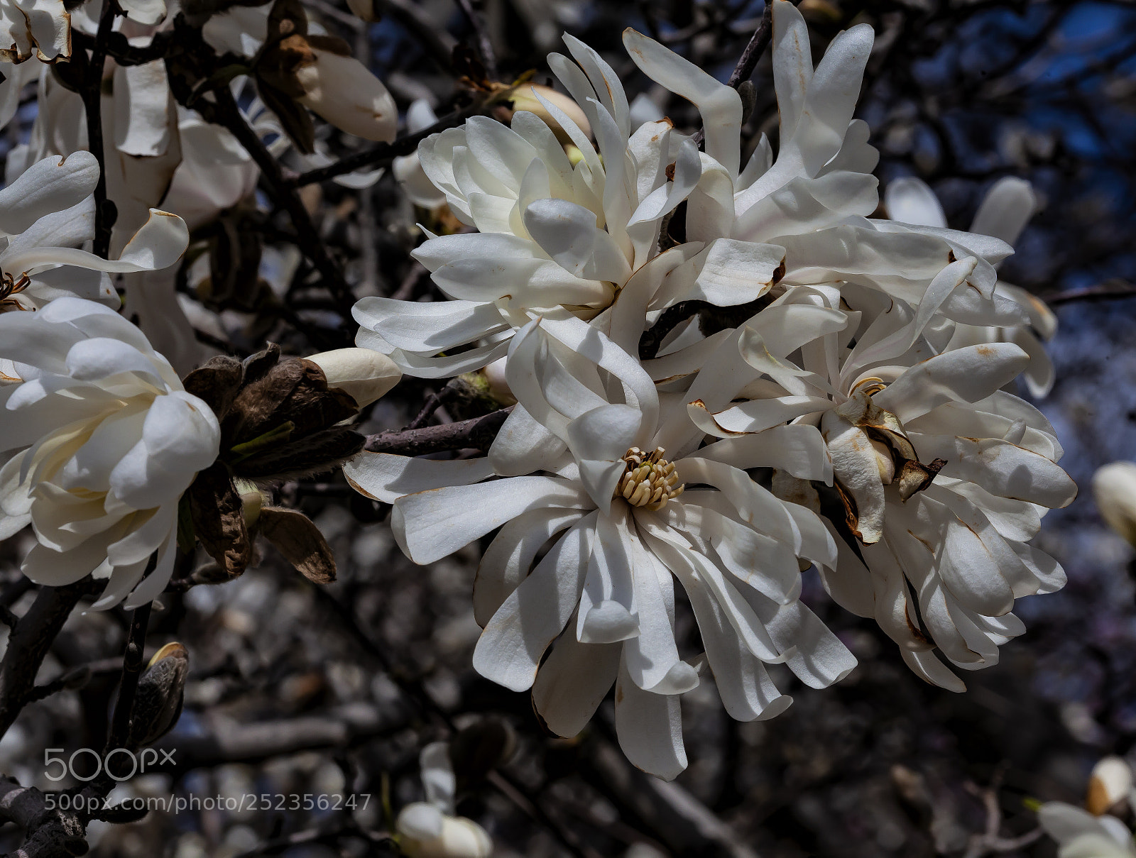Canon EOS 5D Mark II sample photo. Magnolia blossoms photography